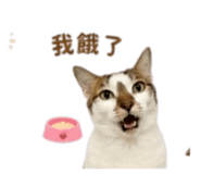 843555558