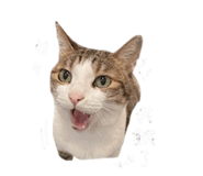 843556508