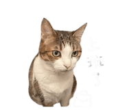 843556510
