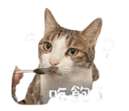 843556515