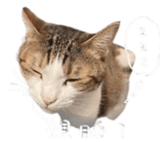 843556516