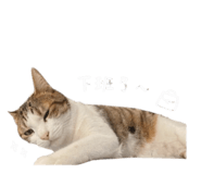 843556519