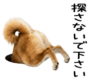 843561155