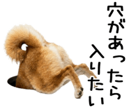 843561158