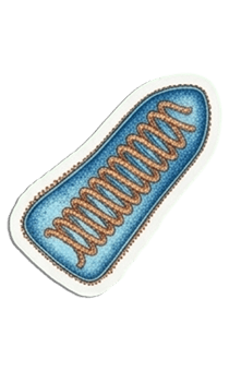 843562226