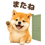 843563851