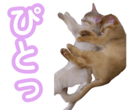 843575456