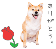 843575537