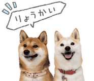 843575556