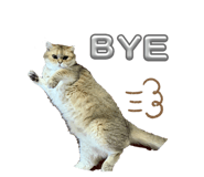 843581156