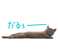 843584239