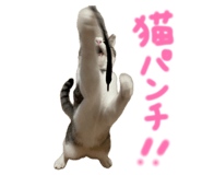 843584244