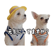 843585068