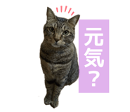 843585205