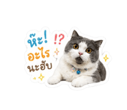 843591125