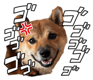 843594051