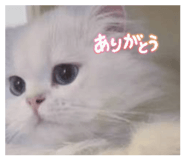 843611155