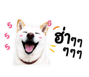 843688810