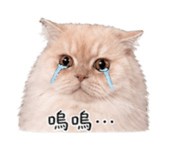 843689813
