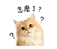 843690993