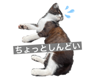843715294