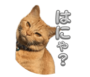 843721355