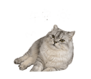 843727420