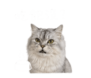 843727421