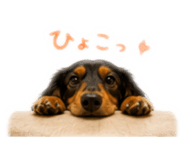 843731100