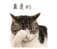 843742392