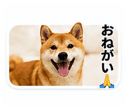 843750681