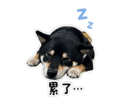 843762643