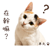 843768027