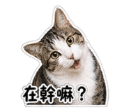 843768187