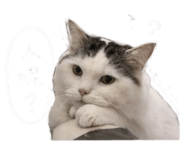 843773388