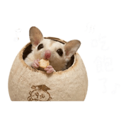 843783581