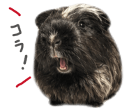 843791196