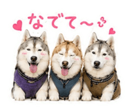 843792028