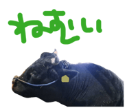 843792892