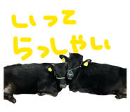 843792896