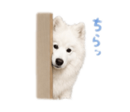 843796610