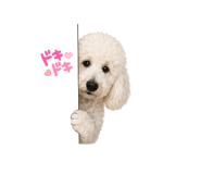 843797017