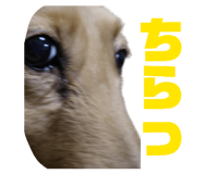 843806432