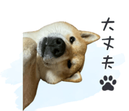 843806666