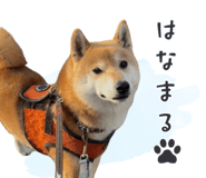 843806667