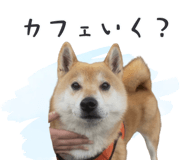843806668