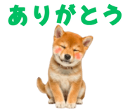843816683