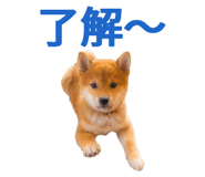 843816687