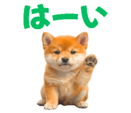 843816688