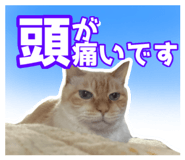 843818732